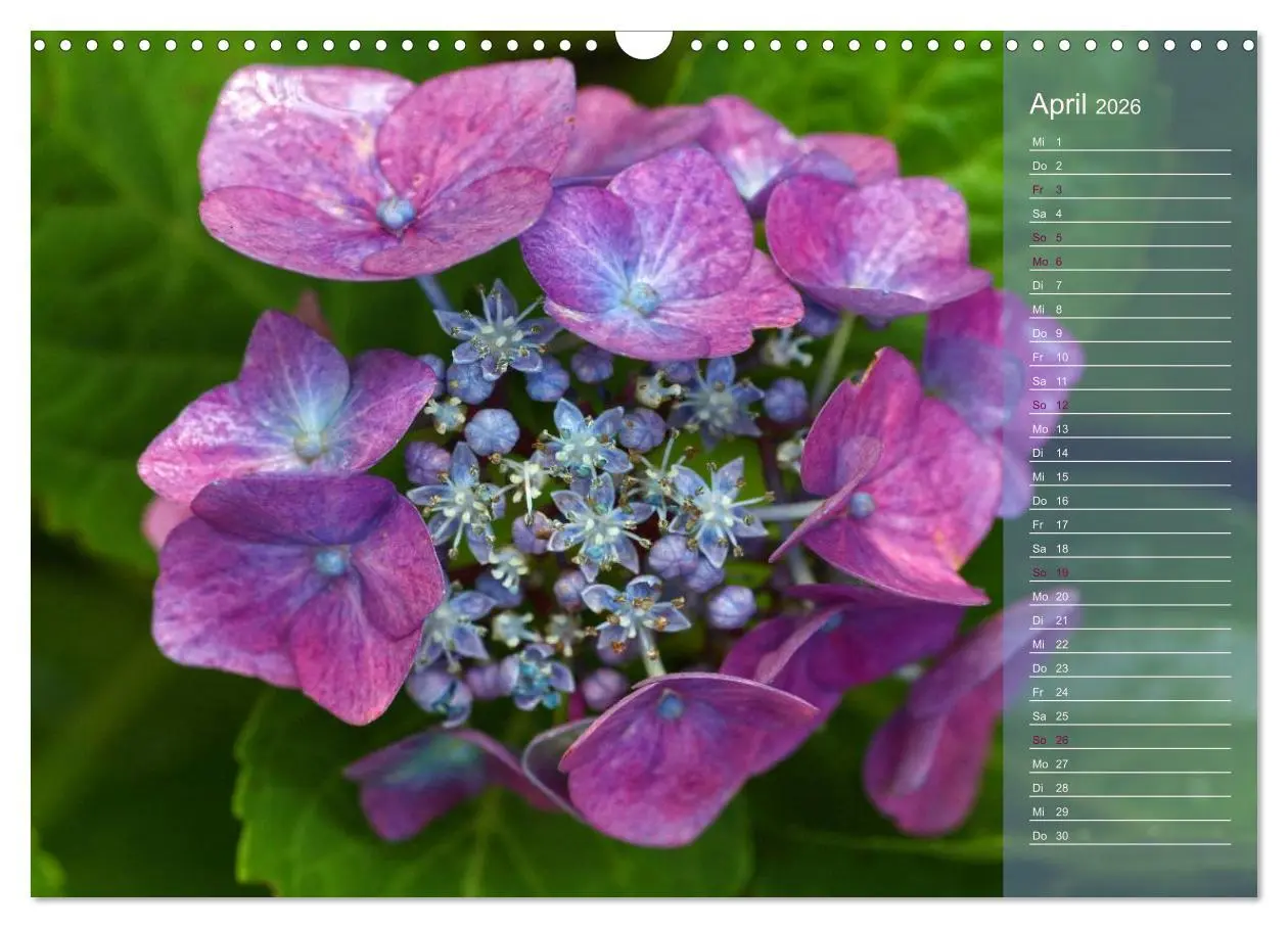 Bild: 9783516142594 | Hortensien / Geburtstagskalender (Wandkalender 2026 DIN A3 quer),...