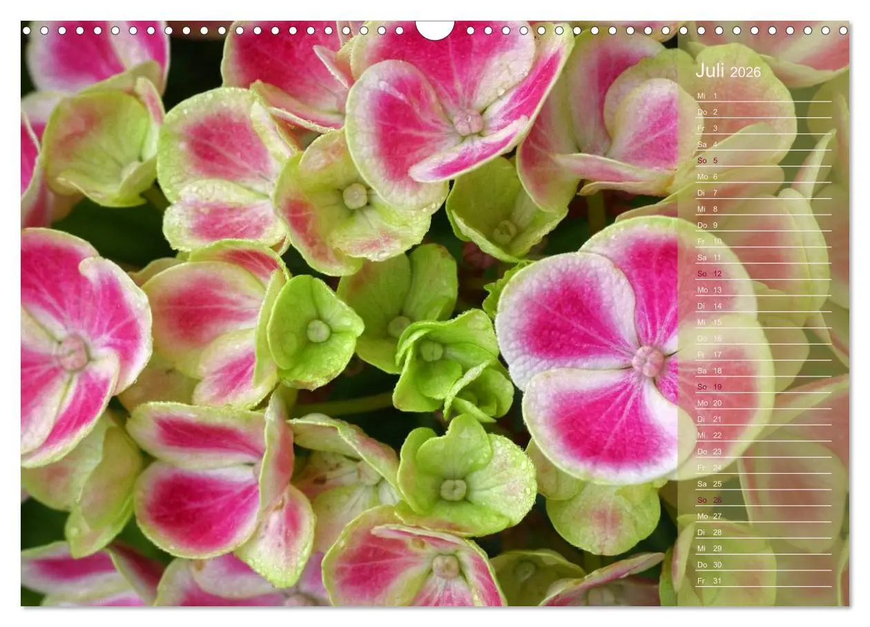 Bild: 9783516142594 | Hortensien / Geburtstagskalender (Wandkalender 2026 DIN A3 quer),...