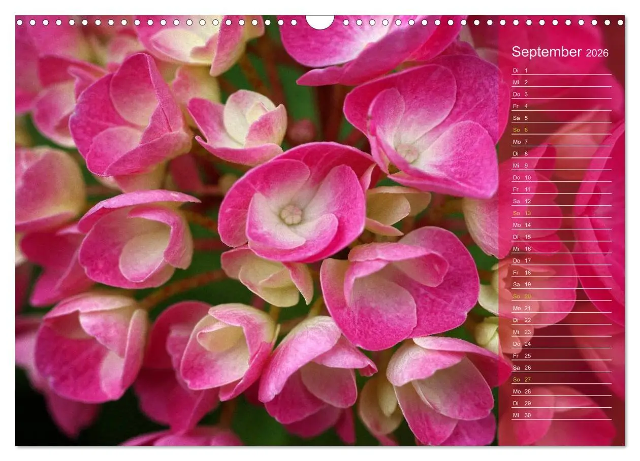 Bild: 9783516142594 | Hortensien / Geburtstagskalender (Wandkalender 2026 DIN A3 quer),...