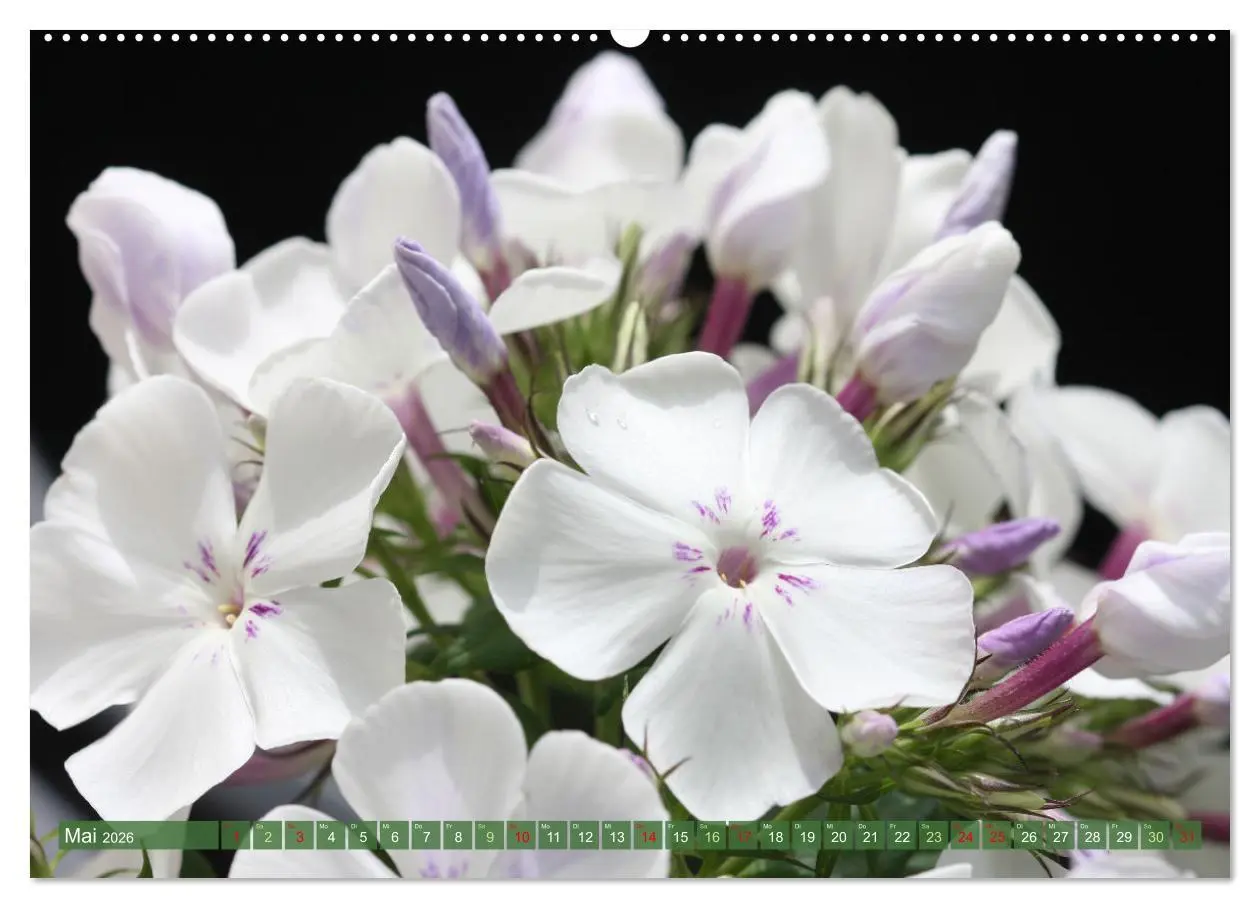 Bild: 9783457282694 | Im Reich der Blüten (Wandkalender 2026 DIN A2 quer), CALVENDO...