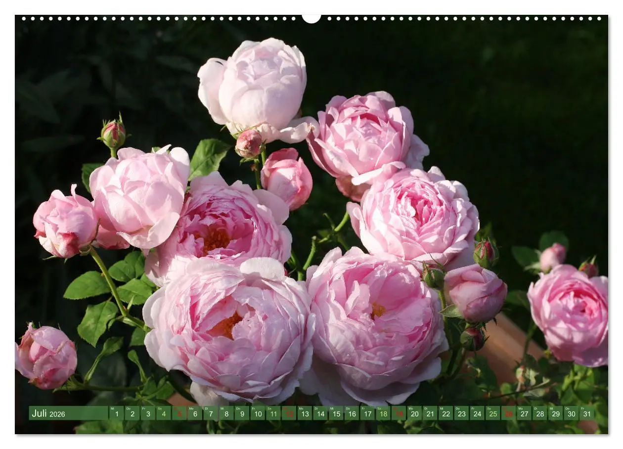 Bild: 9783457282694 | Im Reich der Blüten (Wandkalender 2026 DIN A2 quer), CALVENDO...