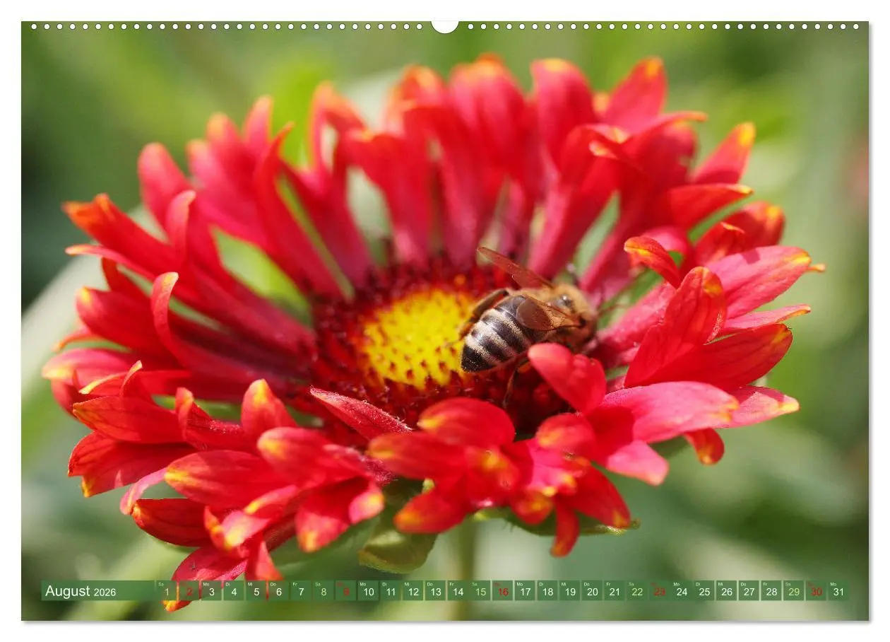 Bild: 9783457282694 | Im Reich der Blüten (Wandkalender 2026 DIN A2 quer), CALVENDO...