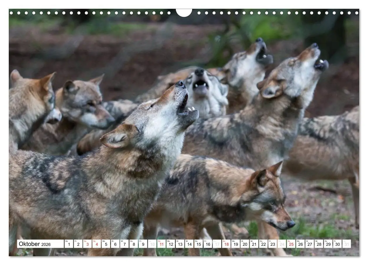 Bild: 9783457972694 | Mit dem Wolf durch's Jahr (Wandkalender 2026 DIN A3 quer), CALVENDO...