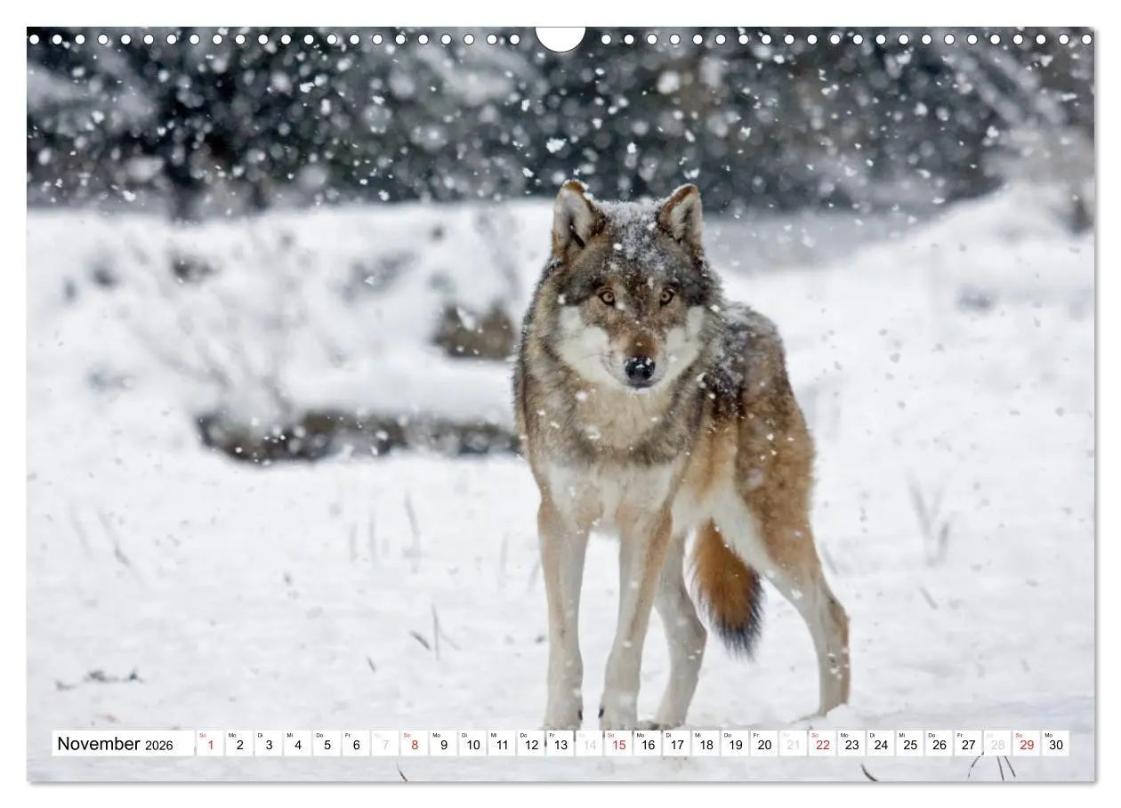 Bild: 9783457972694 | Mit dem Wolf durch's Jahr (Wandkalender 2026 DIN A3 quer), CALVENDO...