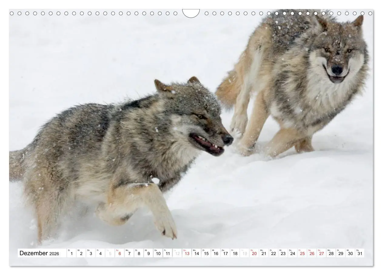 Bild: 9783457972694 | Mit dem Wolf durch's Jahr (Wandkalender 2026 DIN A3 quer), CALVENDO...