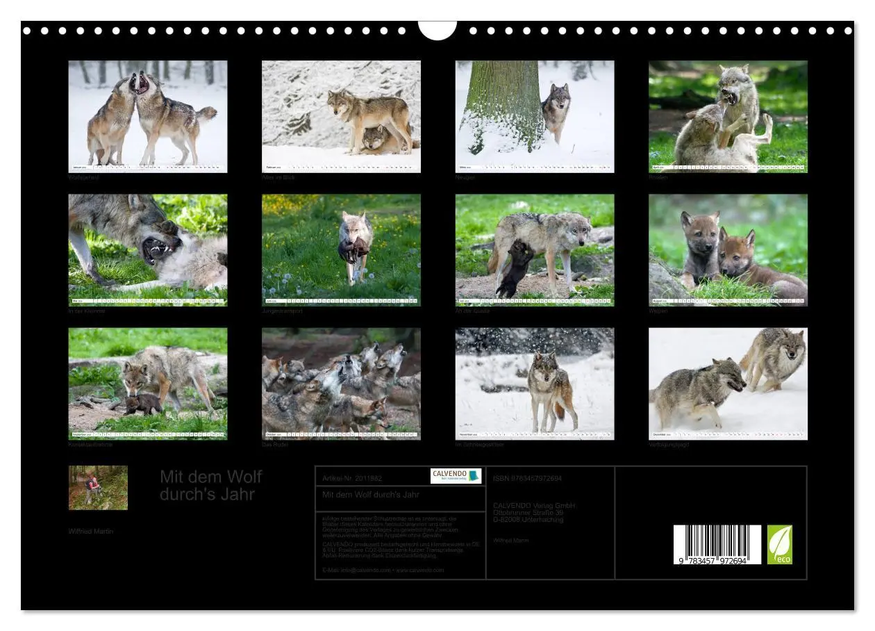 Bild: 9783457972694 | Mit dem Wolf durch's Jahr (Wandkalender 2026 DIN A3 quer), CALVENDO...