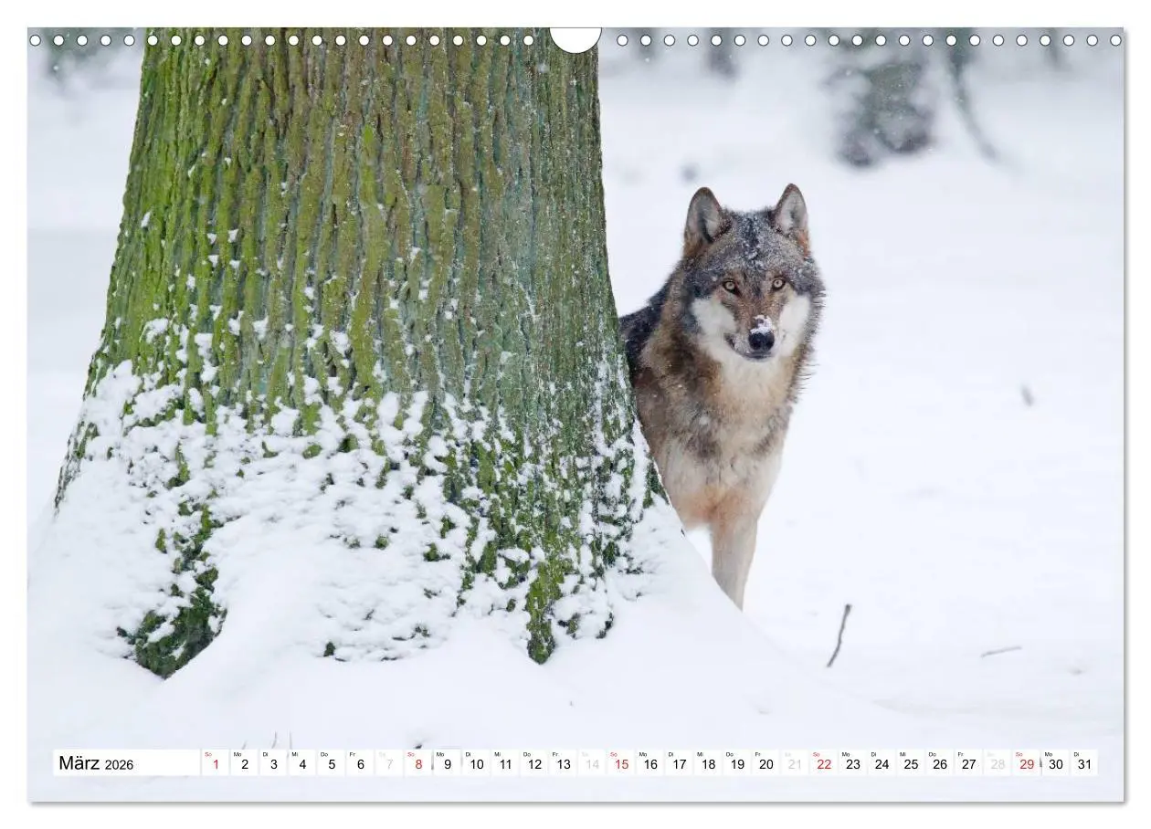 Bild: 9783457972694 | Mit dem Wolf durch's Jahr (Wandkalender 2026 DIN A3 quer), CALVENDO...