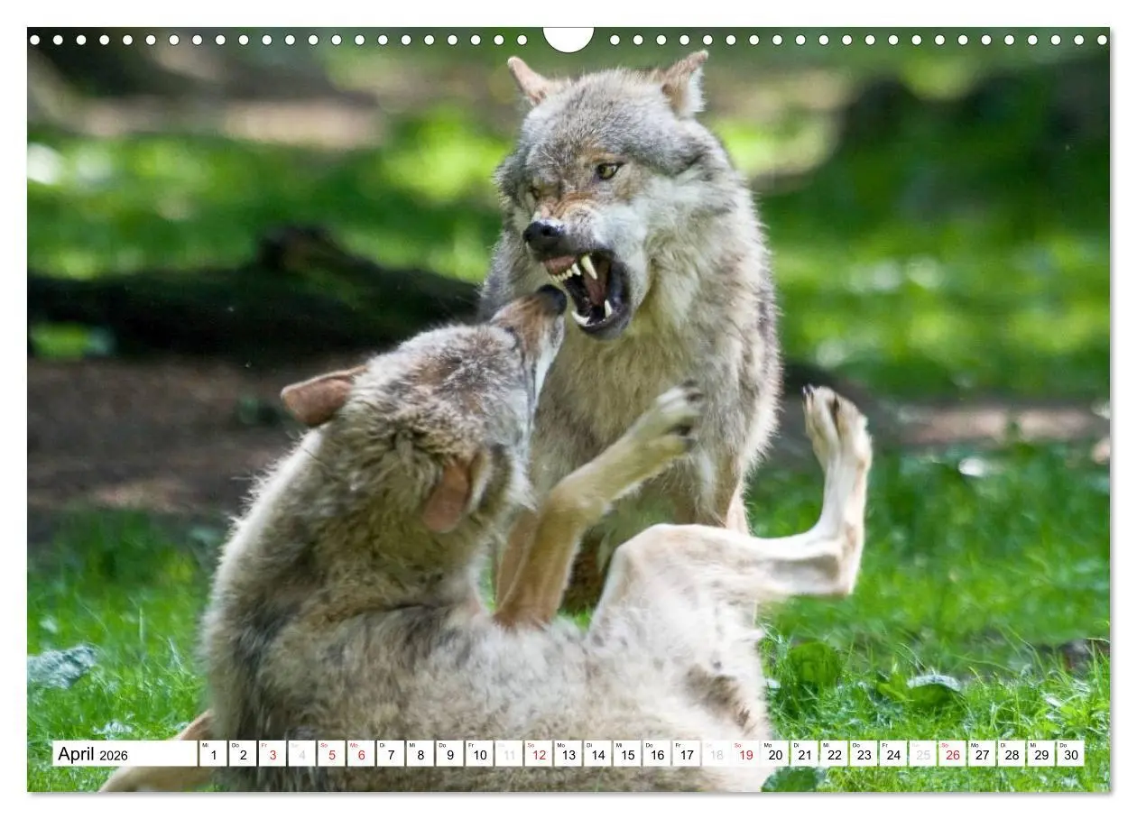 Bild: 9783457972694 | Mit dem Wolf durch's Jahr (Wandkalender 2026 DIN A3 quer), CALVENDO...
