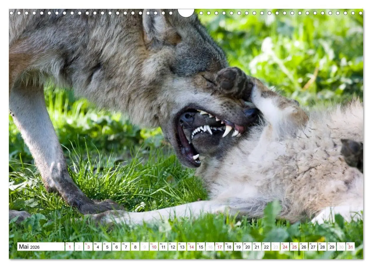 Bild: 9783457972694 | Mit dem Wolf durch's Jahr (Wandkalender 2026 DIN A3 quer), CALVENDO...