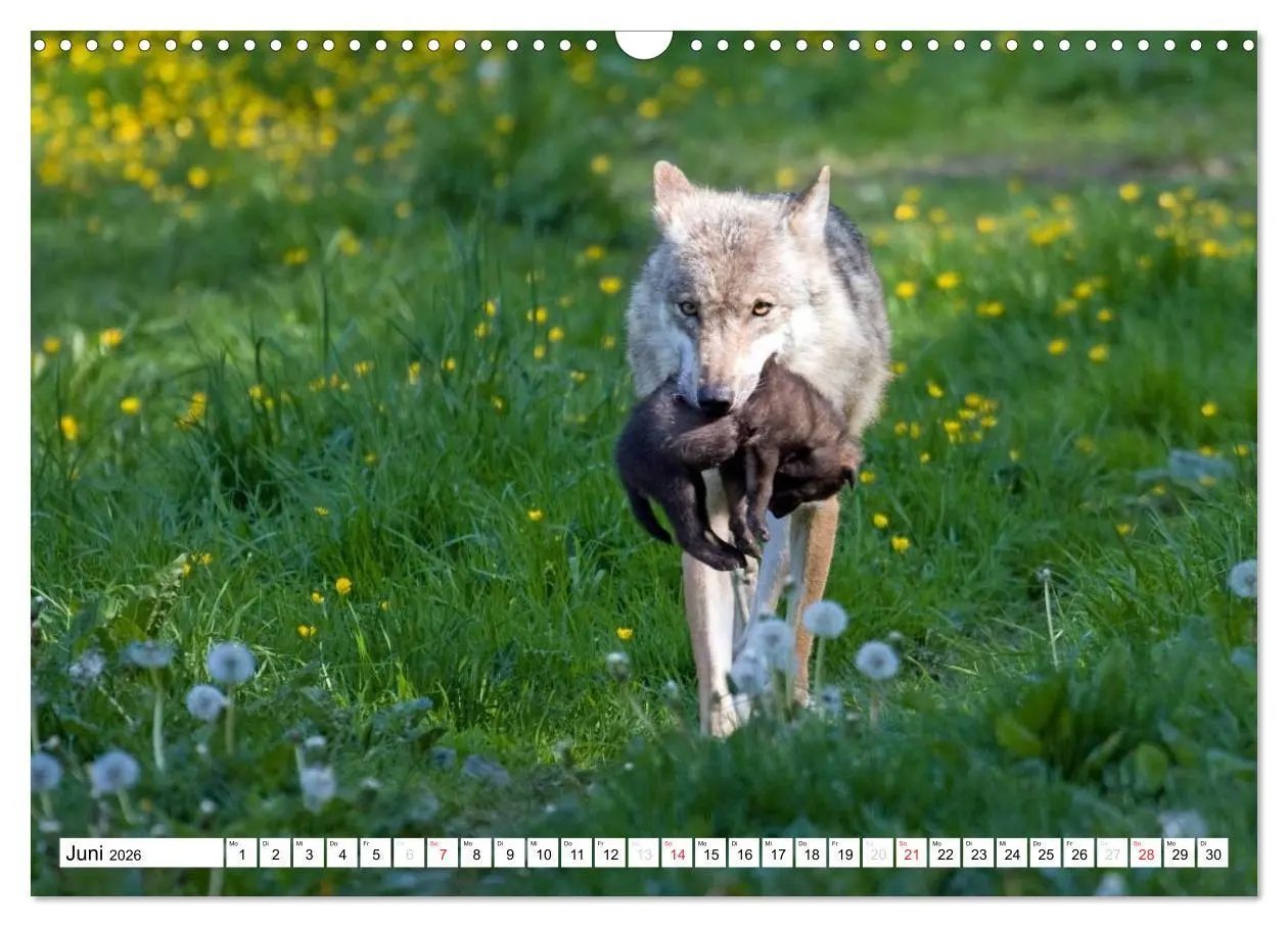 Bild: 9783457972694 | Mit dem Wolf durch's Jahr (Wandkalender 2026 DIN A3 quer), CALVENDO...
