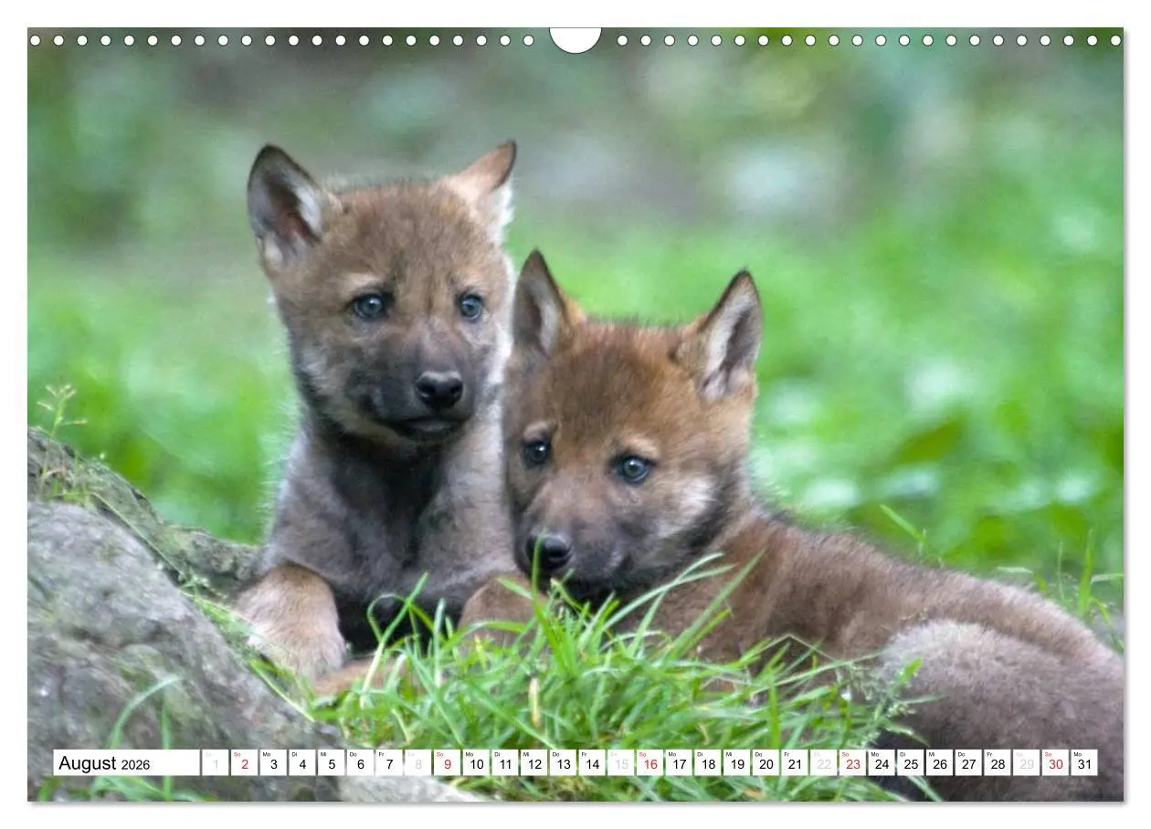 Bild: 9783457972694 | Mit dem Wolf durch's Jahr (Wandkalender 2026 DIN A3 quer), CALVENDO...