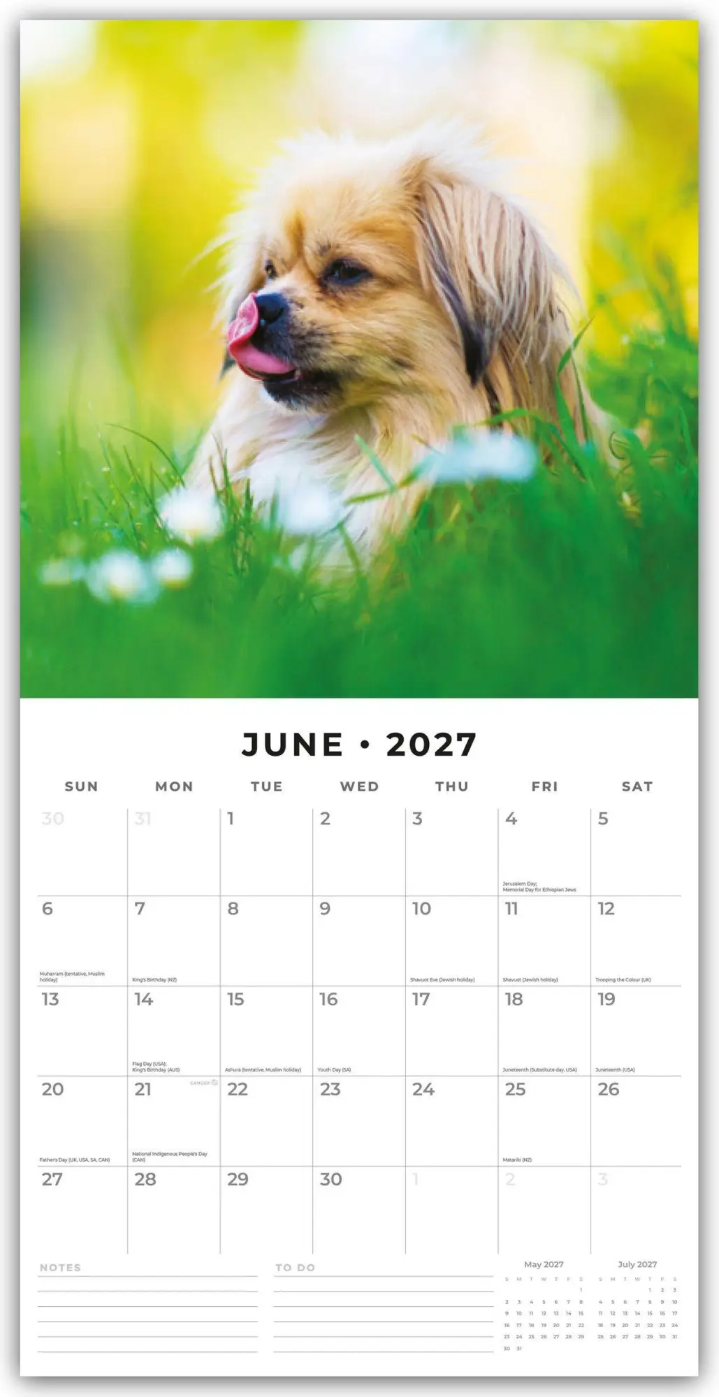 Bild: 9781837012794 | Pekingese - Pekinese - Peking Palasthund 2027 - 16-Monatskalender