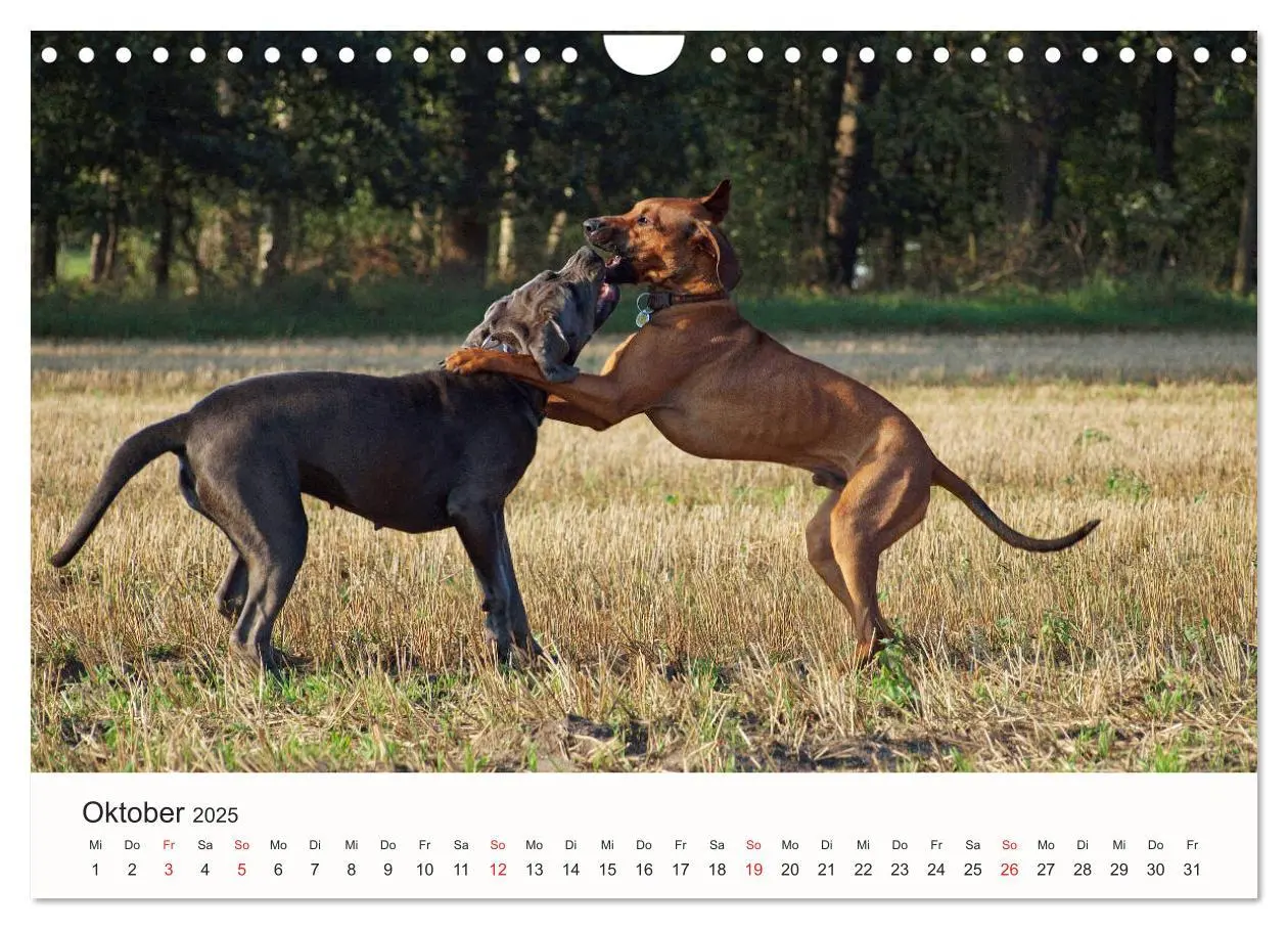 Bild: 9783435482894 | Rhodesian Ridgeback Schönheit aus Afrika (Wandkalender 2025 DIN A4...