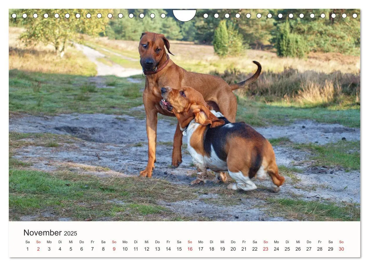 Bild: 9783435482894 | Rhodesian Ridgeback Schönheit aus Afrika (Wandkalender 2025 DIN A4...