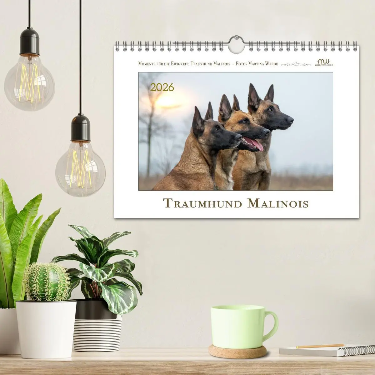 Bild: 9783457262894 | Traumhund Malinois (Wandkalender 2026 DIN A4 quer), CALVENDO...