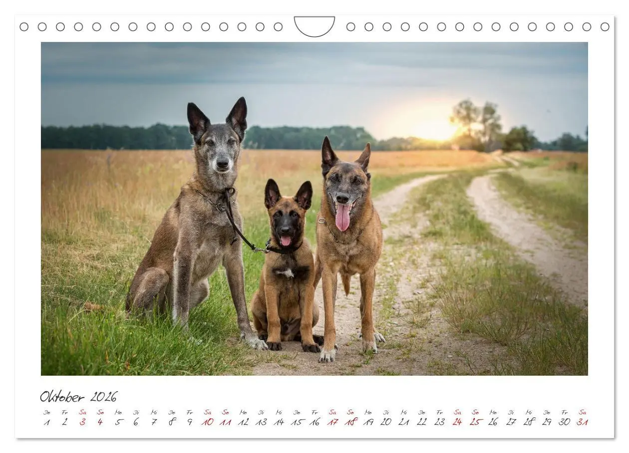 Bild: 9783457262894 | Traumhund Malinois (Wandkalender 2026 DIN A4 quer), CALVENDO...