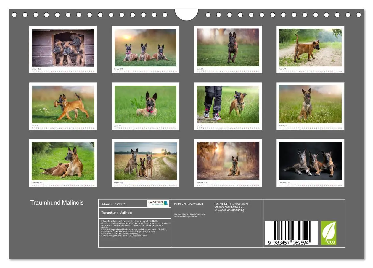 Bild: 9783457262894 | Traumhund Malinois (Wandkalender 2026 DIN A4 quer), CALVENDO...