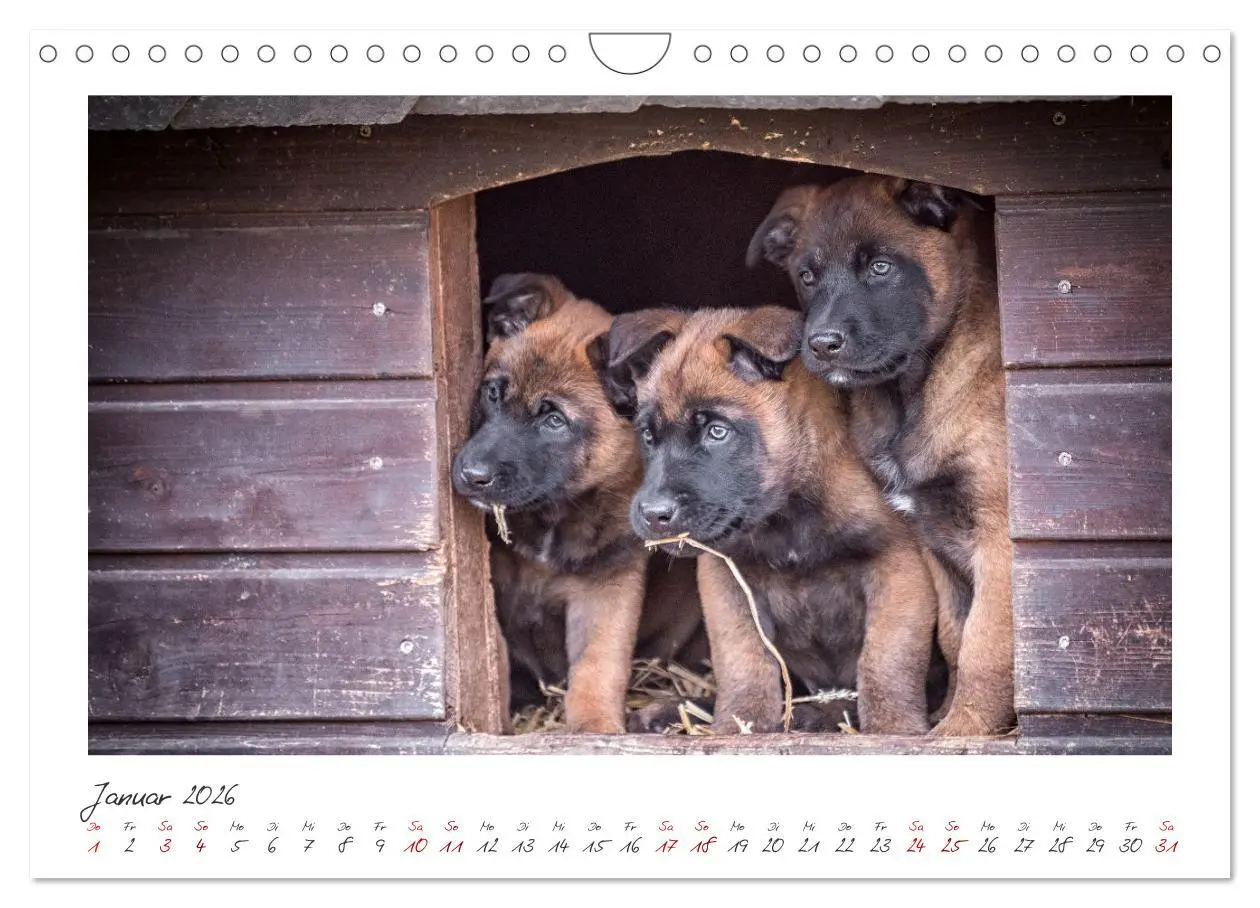 Bild: 9783457262894 | Traumhund Malinois (Wandkalender 2026 DIN A4 quer), CALVENDO...