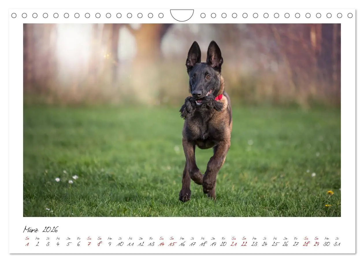 Bild: 9783457262894 | Traumhund Malinois (Wandkalender 2026 DIN A4 quer), CALVENDO...