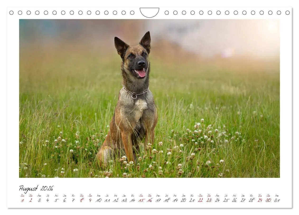 Bild: 9783457262894 | Traumhund Malinois (Wandkalender 2026 DIN A4 quer), CALVENDO...