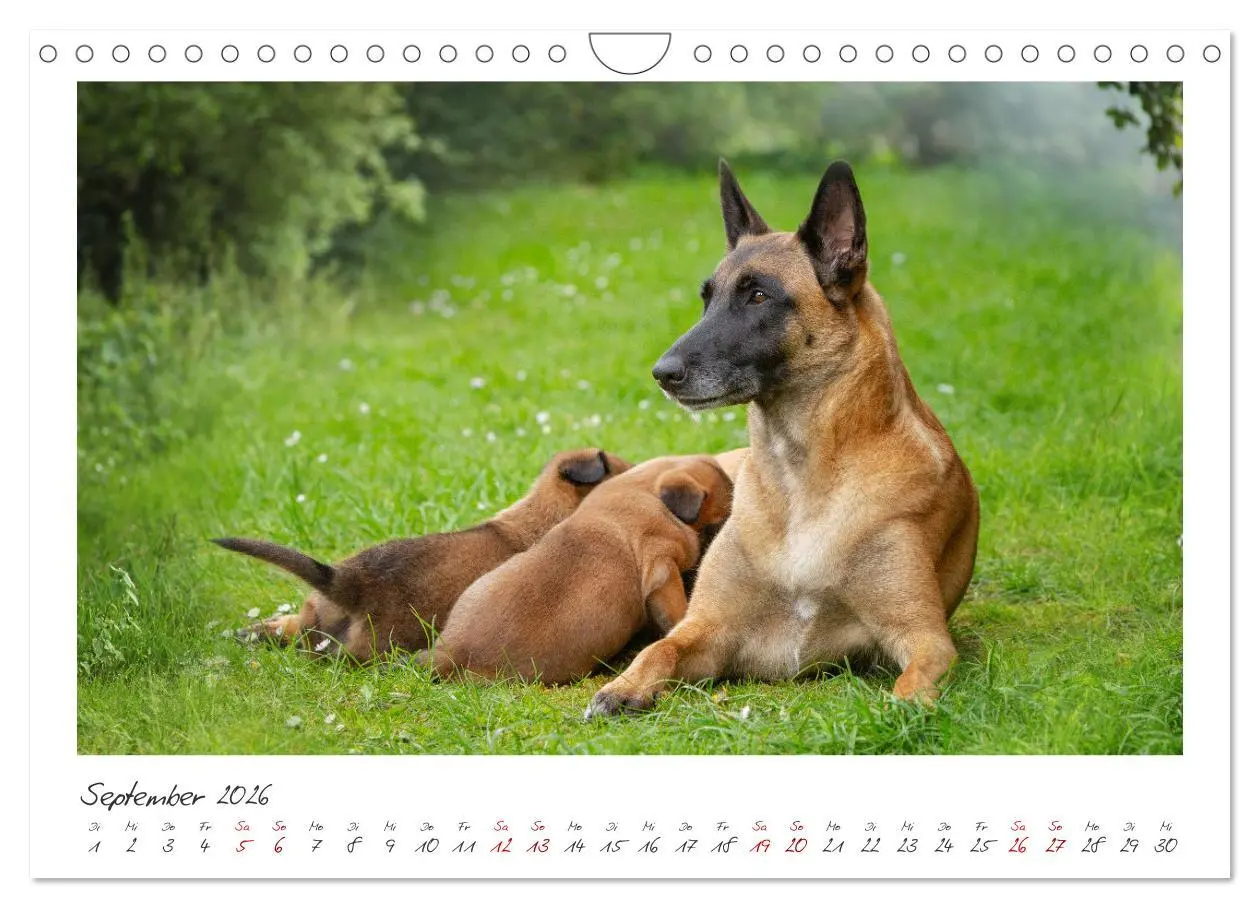 Bild: 9783457262894 | Traumhund Malinois (Wandkalender 2026 DIN A4 quer), CALVENDO...
