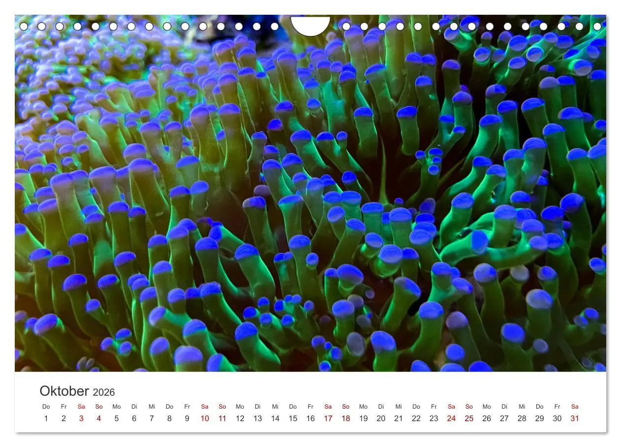 Bild: 9783457562994 | Tiefsee - Ein Abenteuer ins Unbekannte. (Wandkalender 2026 DIN A4...