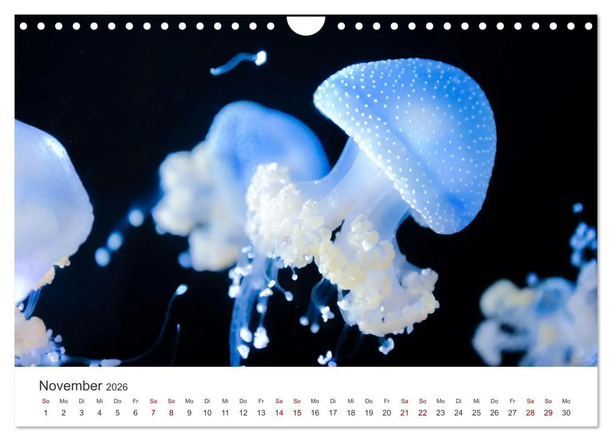 Bild: 9783457562994 | Tiefsee - Ein Abenteuer ins Unbekannte. (Wandkalender 2026 DIN A4...