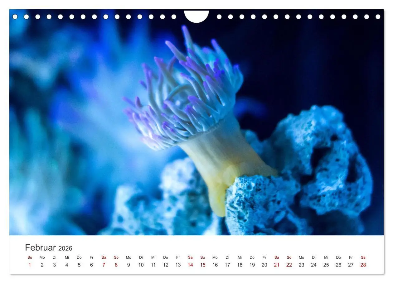Bild: 9783457562994 | Tiefsee - Ein Abenteuer ins Unbekannte. (Wandkalender 2026 DIN A4...