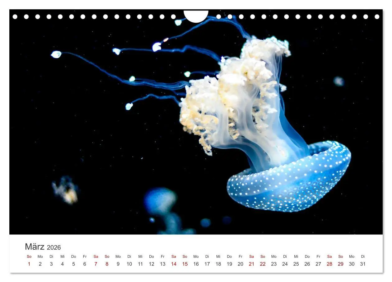 Bild: 9783457562994 | Tiefsee - Ein Abenteuer ins Unbekannte. (Wandkalender 2026 DIN A4...