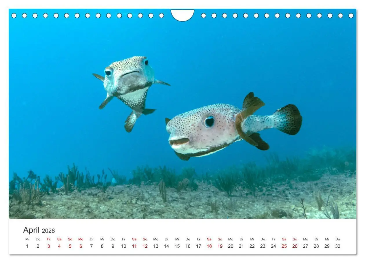 Bild: 9783457562994 | Tiefsee - Ein Abenteuer ins Unbekannte. (Wandkalender 2026 DIN A4...
