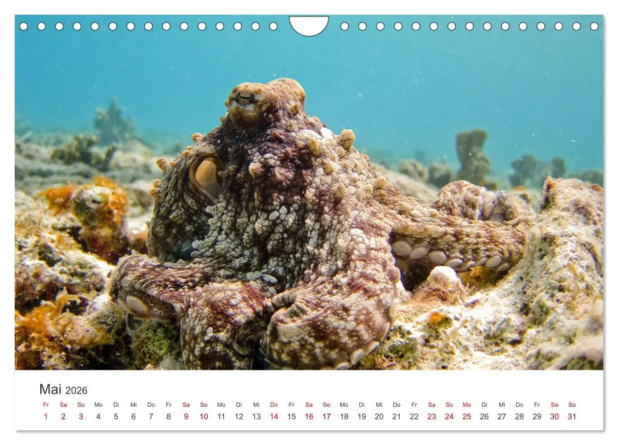 Bild: 9783457562994 | Tiefsee - Ein Abenteuer ins Unbekannte. (Wandkalender 2026 DIN A4...