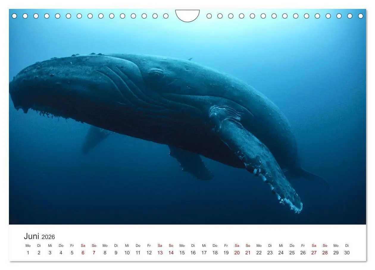 Bild: 9783457562994 | Tiefsee - Ein Abenteuer ins Unbekannte. (Wandkalender 2026 DIN A4...
