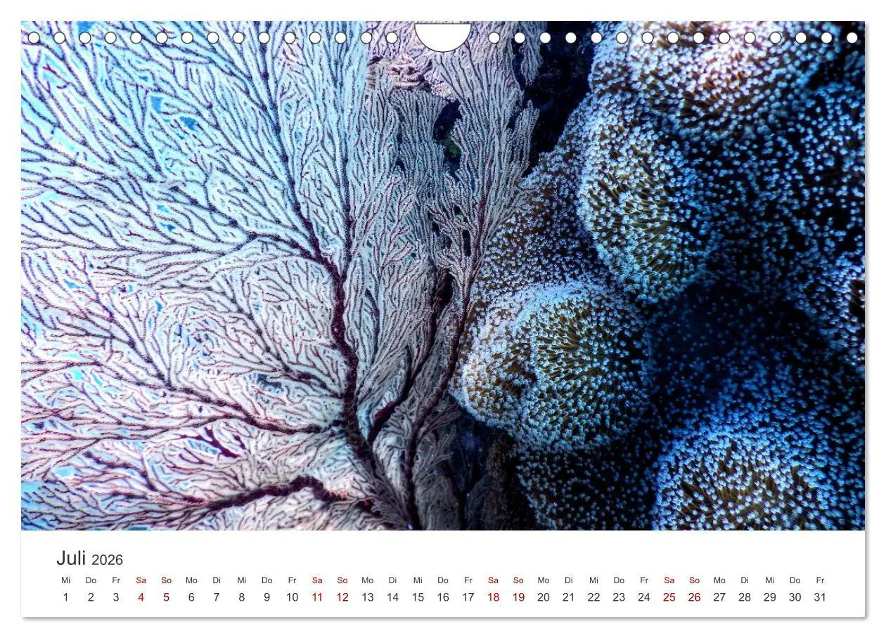 Bild: 9783457562994 | Tiefsee - Ein Abenteuer ins Unbekannte. (Wandkalender 2026 DIN A4...