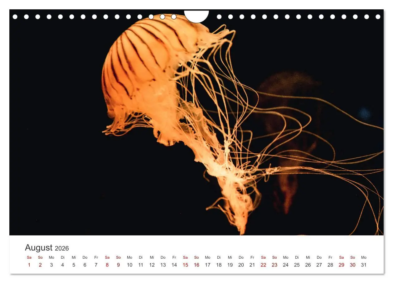 Bild: 9783457562994 | Tiefsee - Ein Abenteuer ins Unbekannte. (Wandkalender 2026 DIN A4...