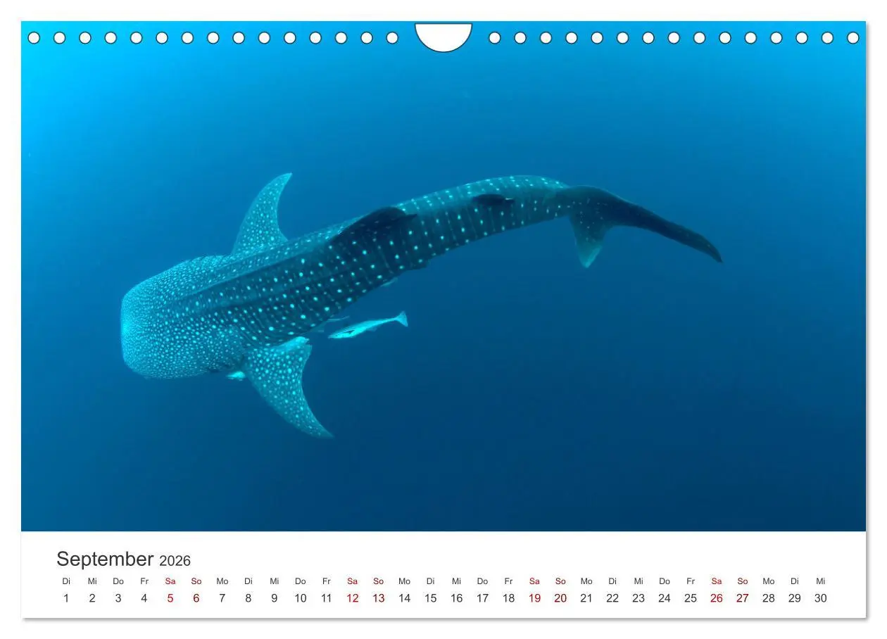 Bild: 9783457562994 | Tiefsee - Ein Abenteuer ins Unbekannte. (Wandkalender 2026 DIN A4...
