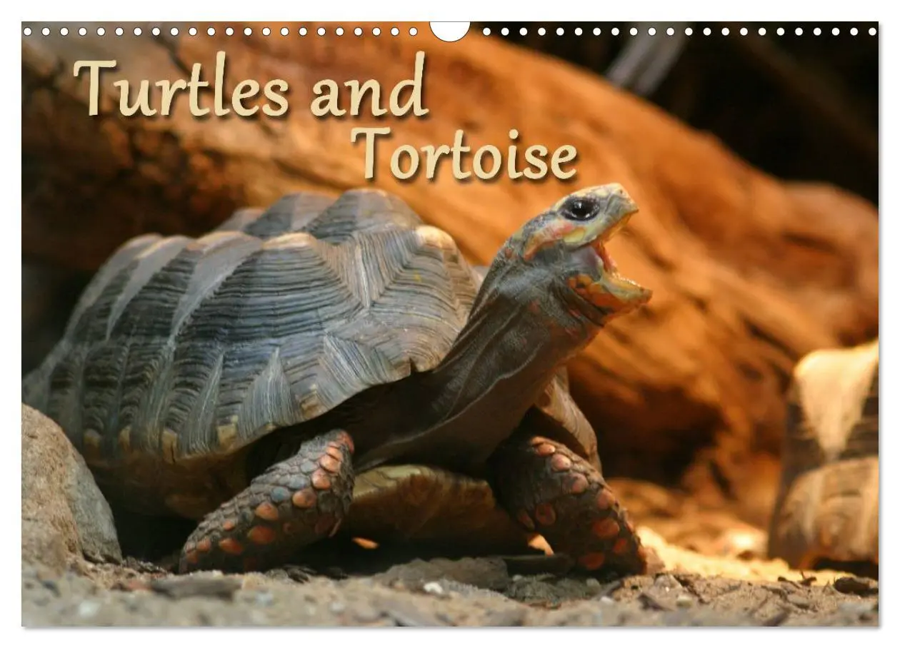 Cover: 9783516582994 | Turtles and Tortoise / UK-Version (Wall Calendar 2026 DIN A3...