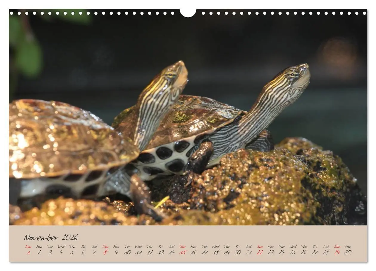 Bild: 9783516582994 | Turtles and Tortoise / UK-Version (Wall Calendar 2026 DIN A3...