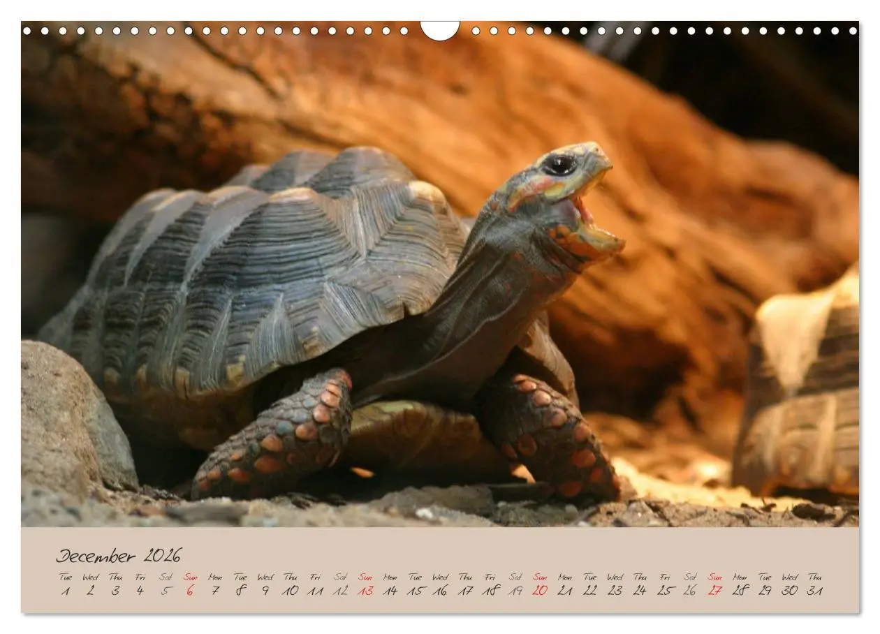 Bild: 9783516582994 | Turtles and Tortoise / UK-Version (Wall Calendar 2026 DIN A3...