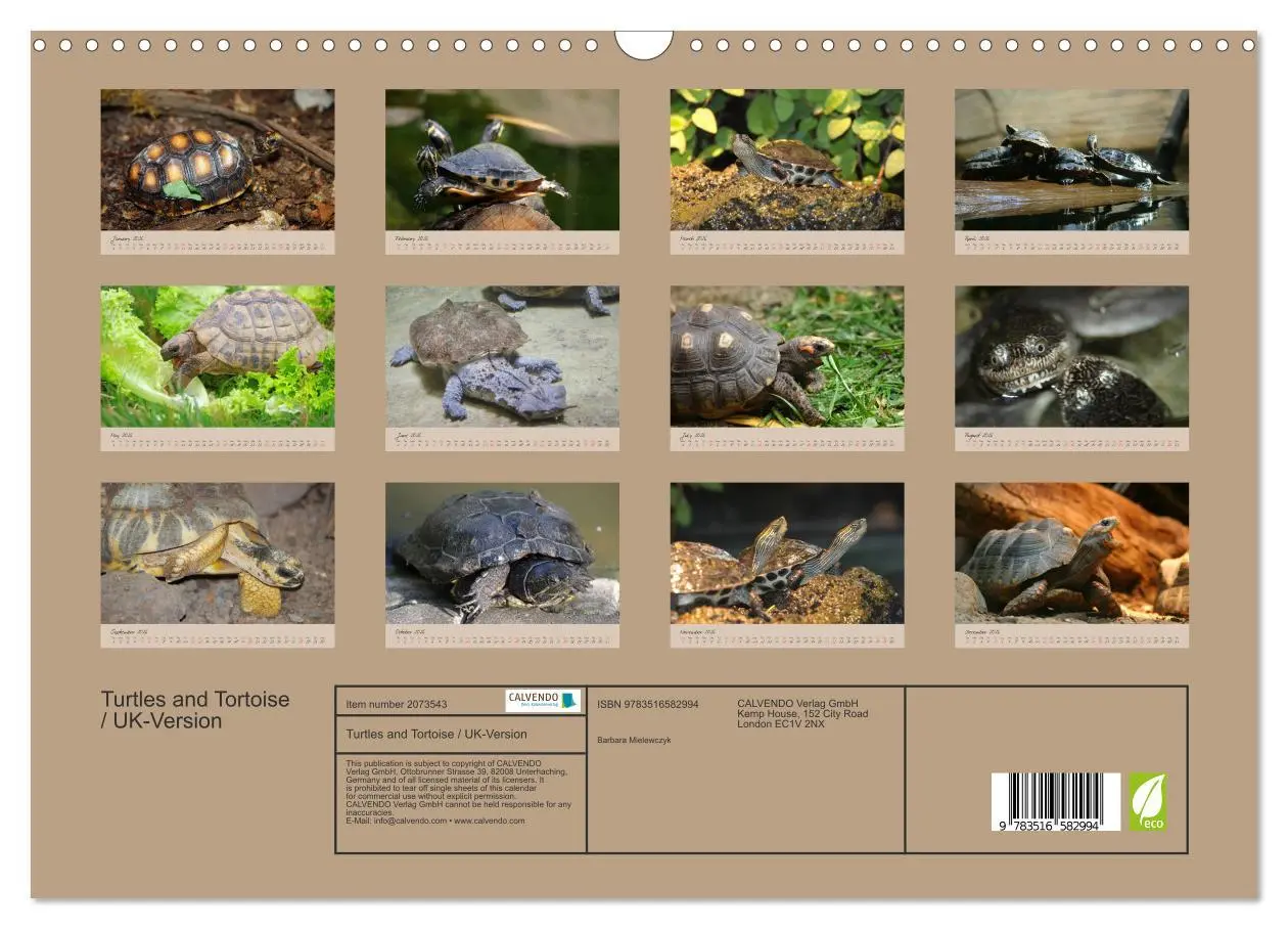 Bild: 9783516582994 | Turtles and Tortoise / UK-Version (Wall Calendar 2026 DIN A3...
