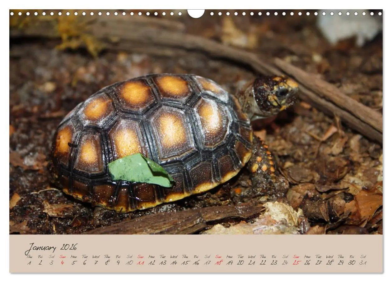 Bild: 9783516582994 | Turtles and Tortoise / UK-Version (Wall Calendar 2026 DIN A3...