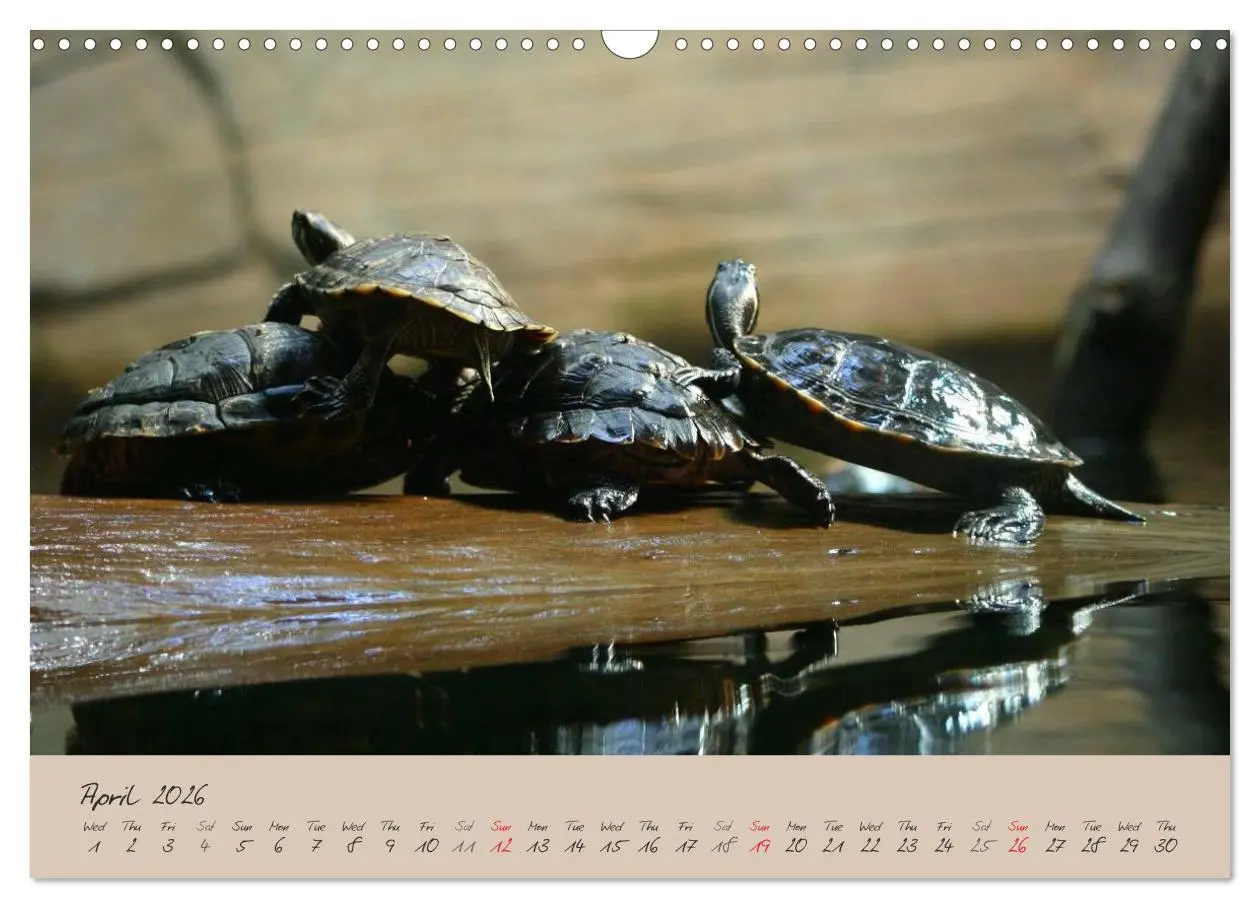Bild: 9783516582994 | Turtles and Tortoise / UK-Version (Wall Calendar 2026 DIN A3...