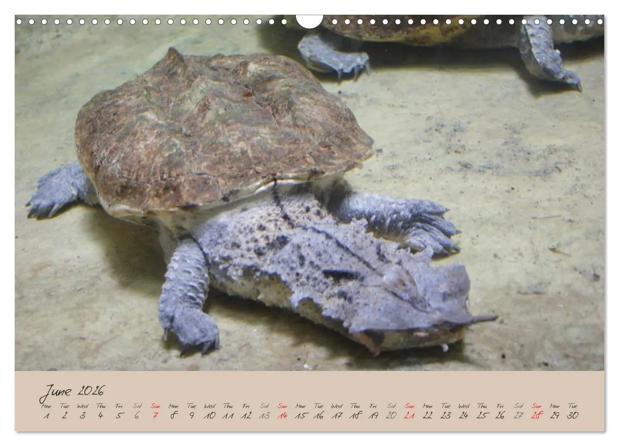 Bild: 9783516582994 | Turtles and Tortoise / UK-Version (Wall Calendar 2026 DIN A3...