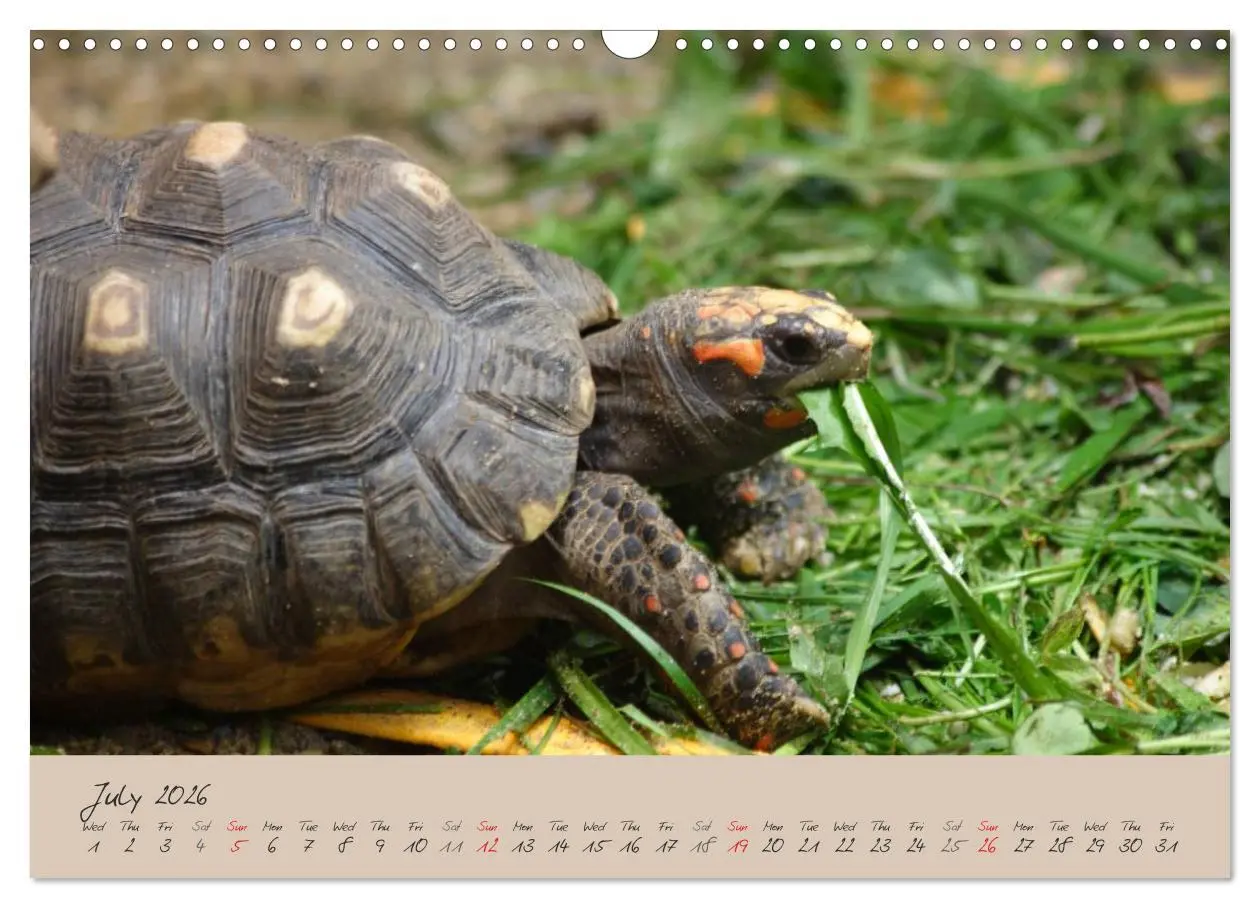 Bild: 9783516582994 | Turtles and Tortoise / UK-Version (Wall Calendar 2026 DIN A3...