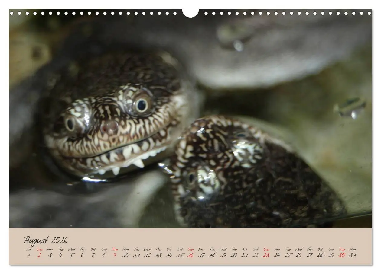 Bild: 9783516582994 | Turtles and Tortoise / UK-Version (Wall Calendar 2026 DIN A3...