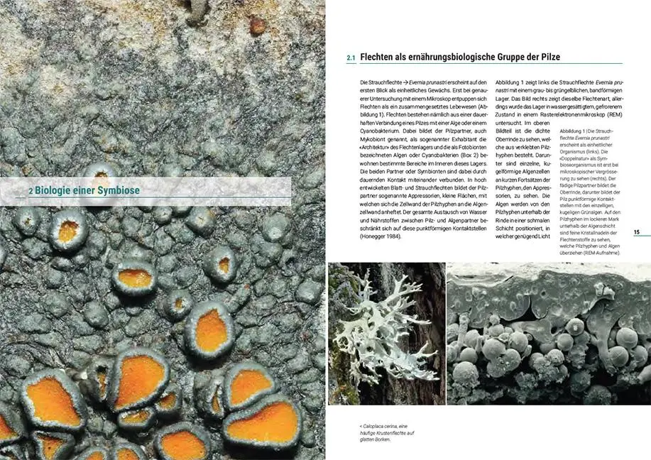 Bild: 9783258083094 | Flechten der Schweiz | Christoph Scheidegger (u. a.) | Taschenbuch