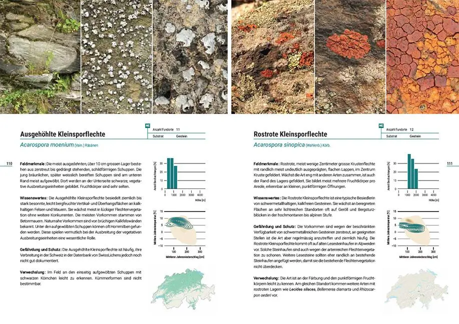 Bild: 9783258083094 | Flechten der Schweiz | Christoph Scheidegger (u. a.) | Taschenbuch