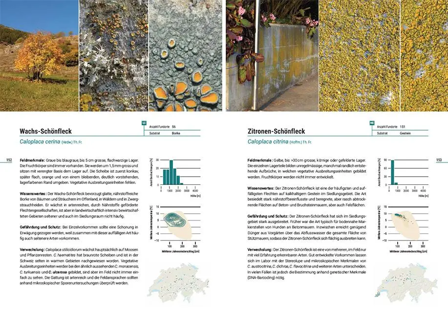 Bild: 9783258083094 | Flechten der Schweiz | Christoph Scheidegger (u. a.) | Taschenbuch