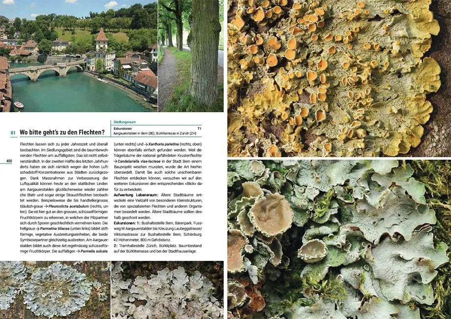 Bild: 9783258083094 | Flechten der Schweiz | Christoph Scheidegger (u. a.) | Taschenbuch