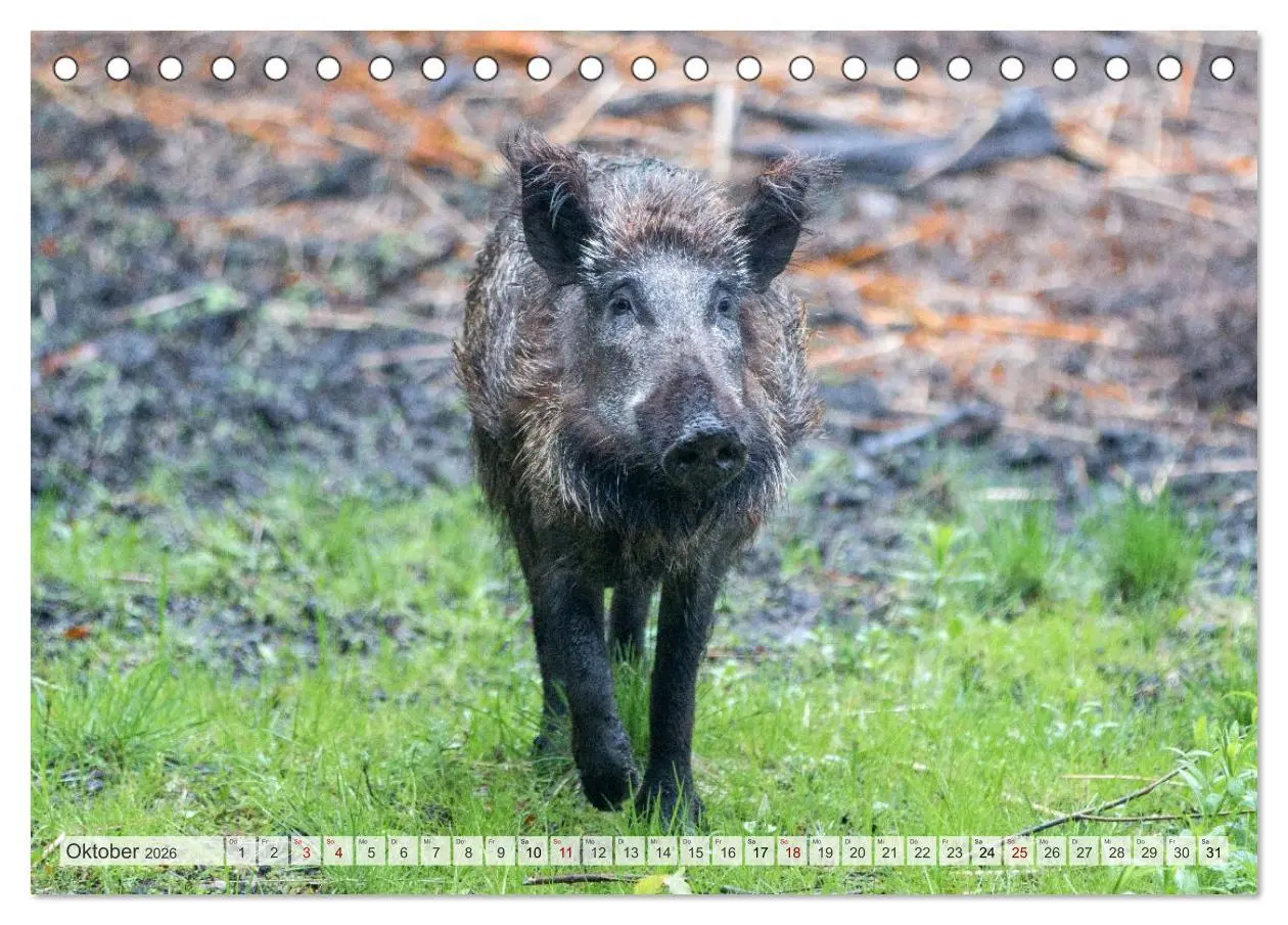 Bild: 9783516603194 | Wildschweine - Im Schatten des Waldes (Tischkalender 2026 DIN A5...