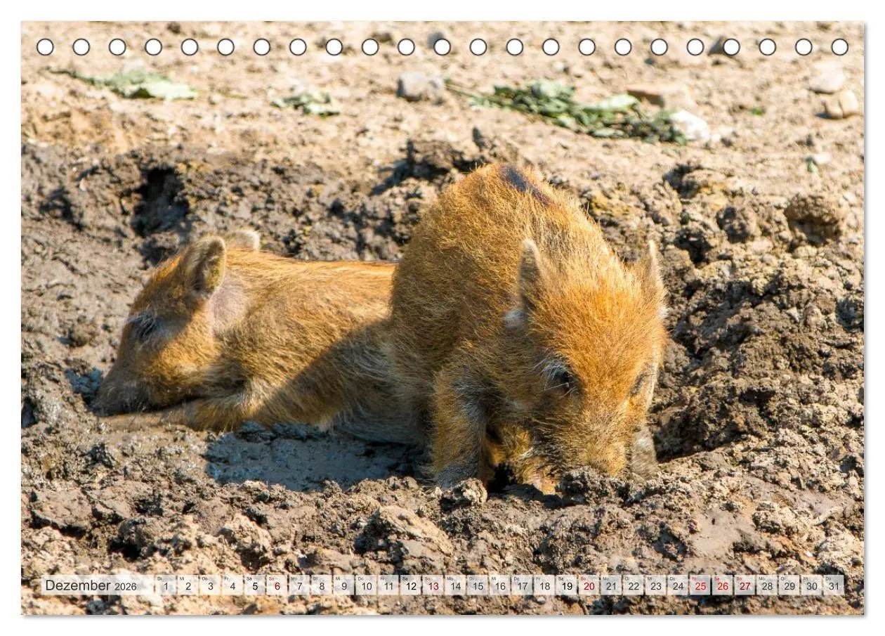 Bild: 9783516603194 | Wildschweine - Im Schatten des Waldes (Tischkalender 2026 DIN A5...